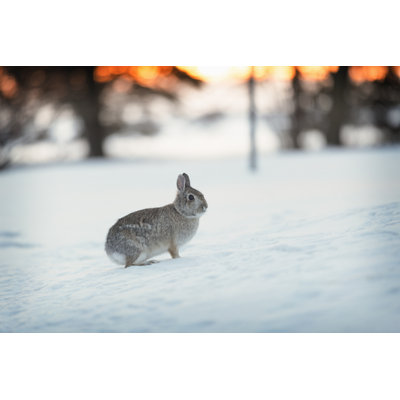 Snowy Minnesota Winter by Skhoward - No Frame Art Prints on Canvas