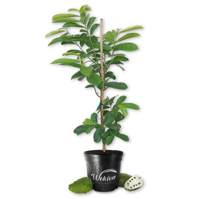Soursop Tree - Guanabana - Live Plant in a 3 Gallon Growers Pot - Annona Muricata - Tropical Edible Fruit Bearing Tree for Garden or Patio