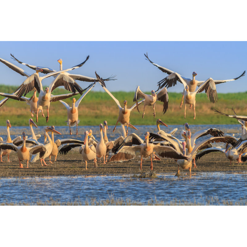White Pelicans by Porojnicu - Wrapped Canvas Print, 30cm H x 46cm W