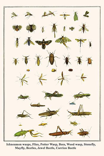 « ichneumon wasps vole potter wasp abeilles wasp stonefly mayfly » par albertus seba, impression