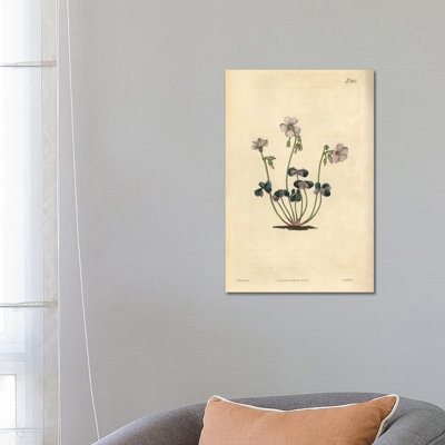 Purple-Coloured Wood-Sorrel, Oxalis Violacea. by Florilegius - Gallery-Wrapped Canvas Giclée on Canvas
