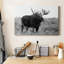 Grand Teton Bull Moose - Photographie sur toile tendue-508707718