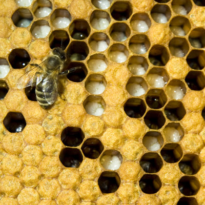 Bee - Wrapped Canvas Print