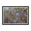 Dew Drops