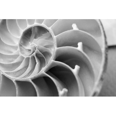 Black and White Nautilus Shell by Skodonnell