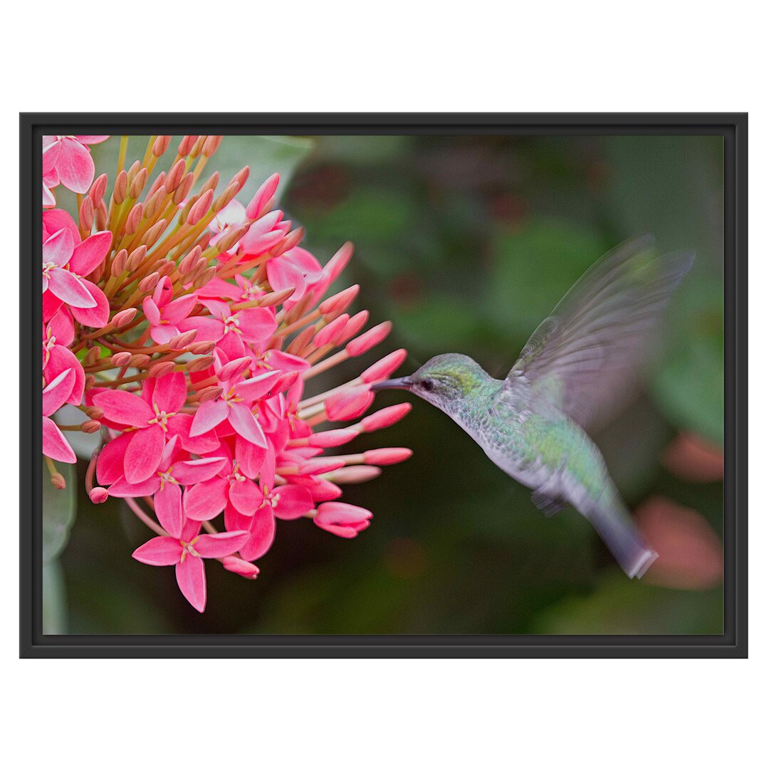 Gerahmtes Wandbild Kolibri an Blüte