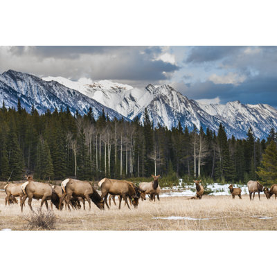 " Wild Elk "