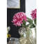 Tige chrysanthemum-22214106