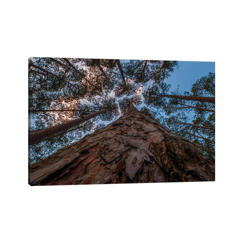 États-Unis, Minnesota, parc d'État Itasca par Peter Hawkins - photographie sur toile tendue, H 12 po x l 18 po x 1,5 po
