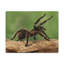 Wall Art on Canvas-1833091294