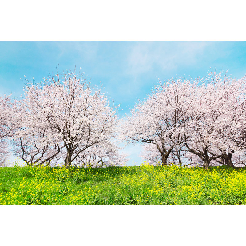 Beautiful Japanese Blossoming Trees by Kokoroyuki - Wrapped Canvas Print, 60.96cm H x 91.44cm W