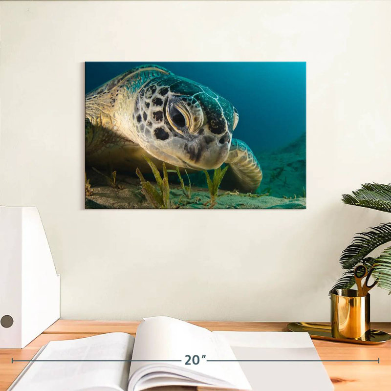 Gros plan d'une tortue de mer Brampt, H 8 po x l 12 po