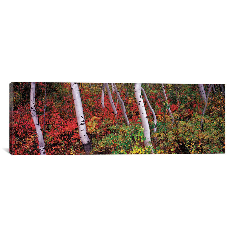 «Panoramic Trees in a Forest», reproduction de photo sur toile tendue, H 24 po x l 72 po x P 1,5 po, Toile avec cadre noir