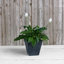 Pot à fleurs en pierre Alaunah-97461814-100665131