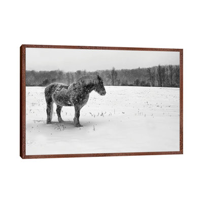 B&W Belgian by David Gardiner - Gallery-Wrapped Canvas Giclée on Canvas