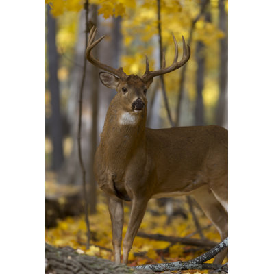 Majestic Buck - photographie sur toile tendue