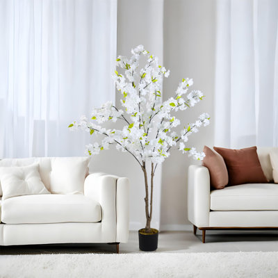 165cm Plant