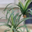 Ensemble de 2 arbres artificiels Dracaena | Real Touch de 28 po, parfait pour les décors intérieurs et extérieurs