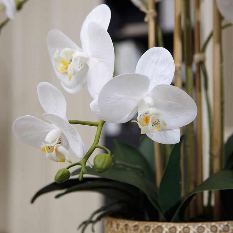 29" White Orchid Arrangement in a Ceramic Planter | Real Touch White Moth Phalaenopsis Orchids