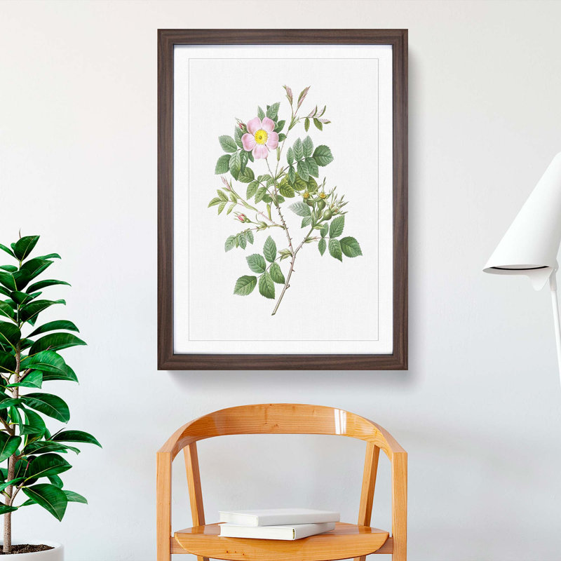 Malmedy Rose in Pink by Pierre-Joseph Redoute - Picture Frame Art Print, Walnut Framed, 36cm H x 27cm W x 2cm D