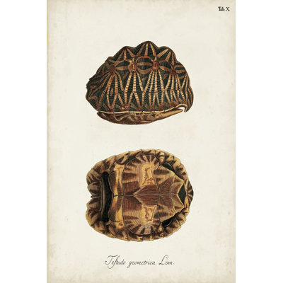 Tortues et coquillages antiques I
