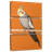 Brampt Cockatiel-108660587