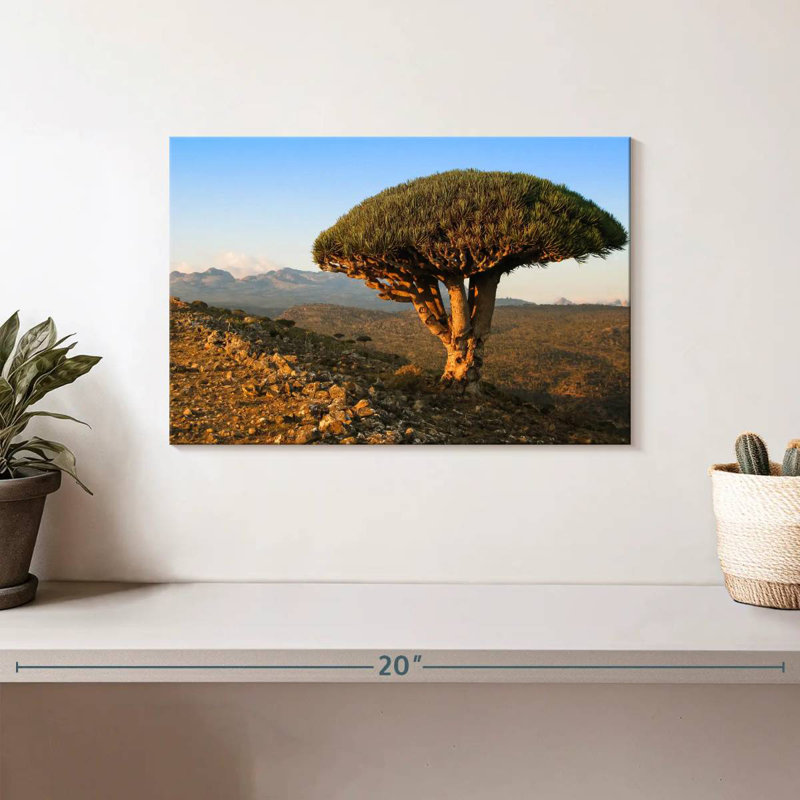 Arbre-dragon Harnek Socotra Archipelago, H 8 po x l 12 po