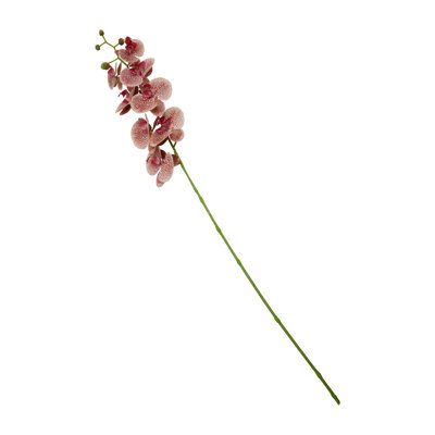 Fiori Orchid Arrangement