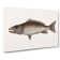 Mangrove Snapper Fish by Mark Catesby - Wrapped Canvas Print