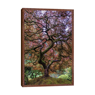 Japanese Maple Tree by Mike Centioli - Print on Canvas