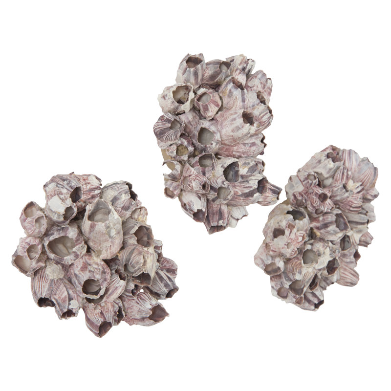 Barnacle 3 Piece Wall Décor Set, 7" H x 12" W x 12" D
