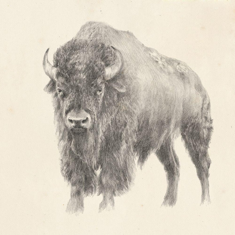 «Union Rustic Harper, Ethan», art sur toile tendue: Western Bison Study, H 28 po x l 28 po
