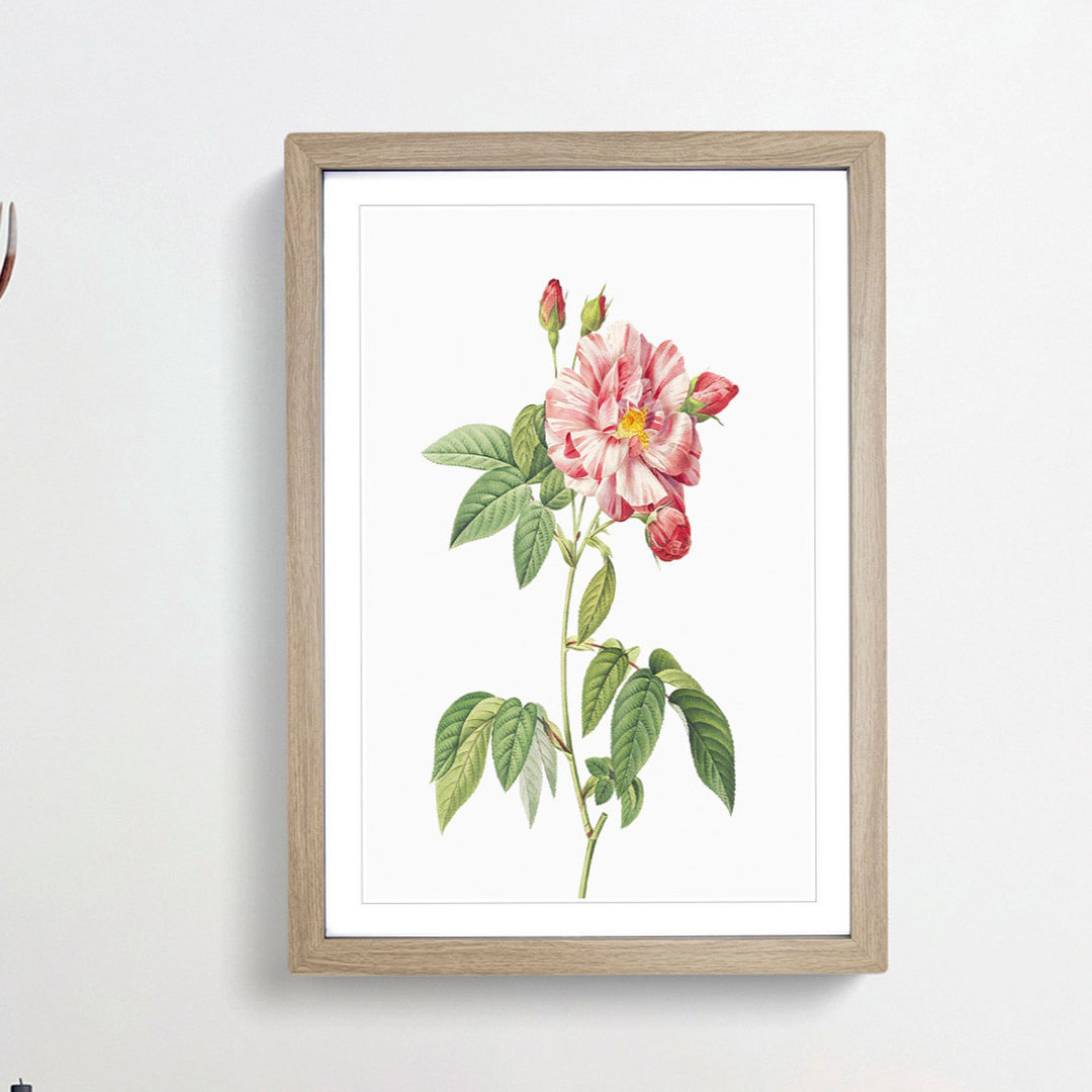 Pink French Rosebush by Pierre-Joseph Redoute - Picture Frame Graphic Art Print