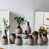 Rustic est en rupture de stock
