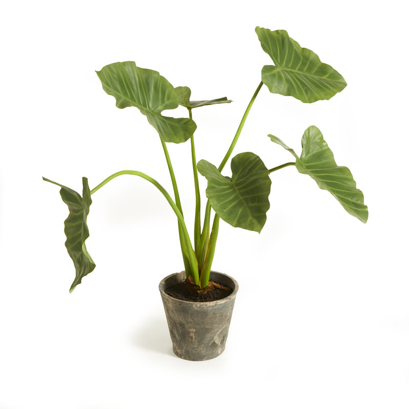 Faux Elephant Ear Plant in Ceramic Pot