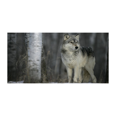Grey Wolf - Wrapped Canvas Print