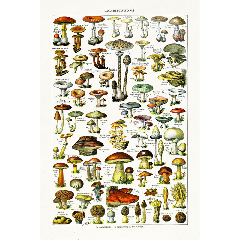 19Th Century Mushrooms by Gwengoat - Wrapped Canvas Print, 46cm H x 30cm W