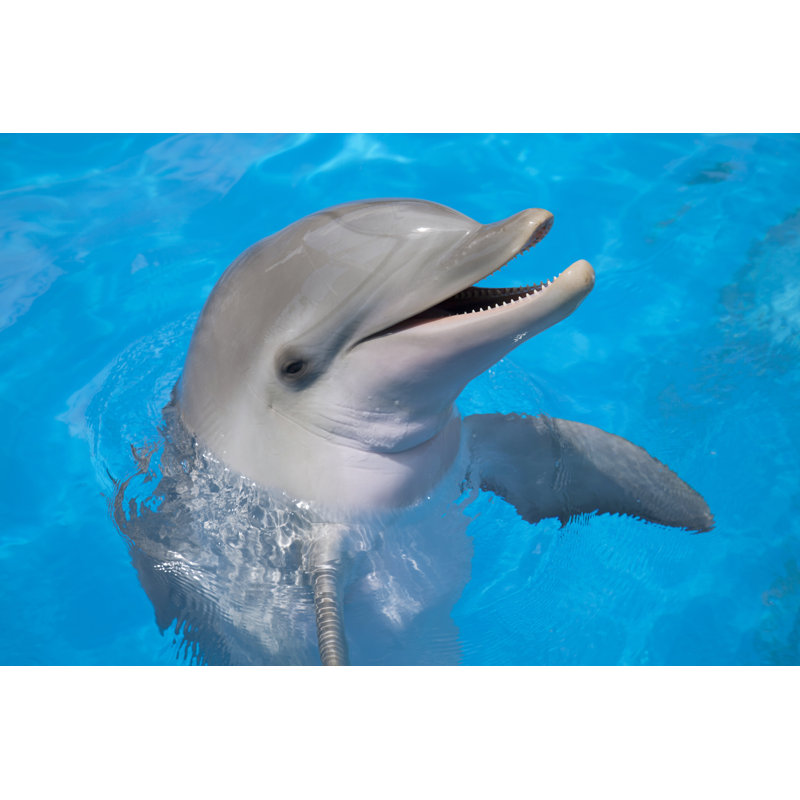 Happy Dolphin - photographie sur toile tendue, L 12 po x H 8 po