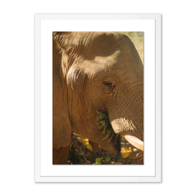 Elephant 1 by Jade Hammer, 24" H x 18" W x 1.5" D, White