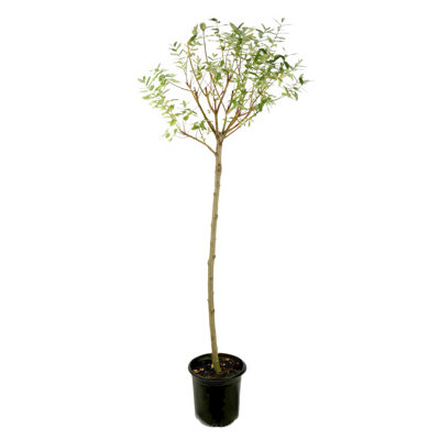 1 gal. Willow Tree Hakuro Nishiki
