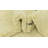 Jared Ivory Rug