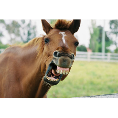 Quirky Horse par Lovleah - Photographie sur toile tendue