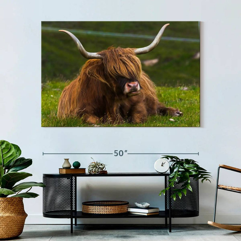Highland Cow On Grass, 34" H x 51" W