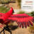 56"H Metal Rocking Cardinal Stake for Garden, Patio & Lawn