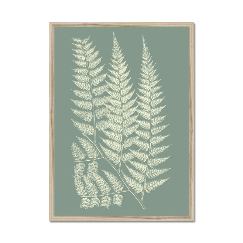 Ferns On Sage III by Vision Studio - Painting on Canvas, 50cm H x 34cm W, Natural Wood Framed Paper Print