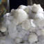 Gyrolite botryoïde avec apophyllite givrée