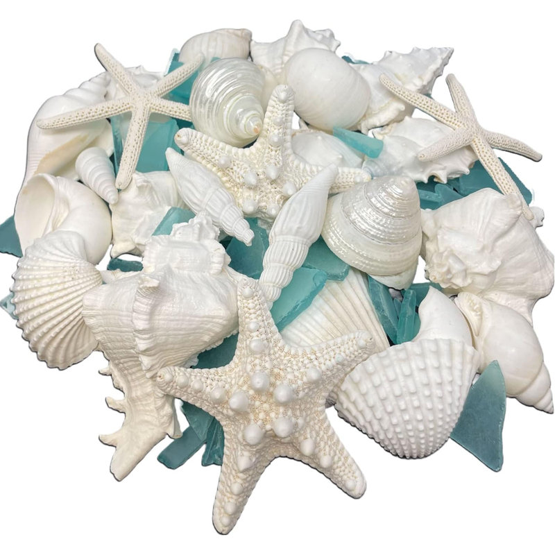 1,5 lb de coquillages naturels sélectionnés à la main, verre de mer étoile de mer, remplisseur de vase pour décoration de mariage
