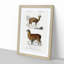 Alpaca And Antelope by Charles D'Orbigny - Single Picture Frame Painting-55544617-55544619