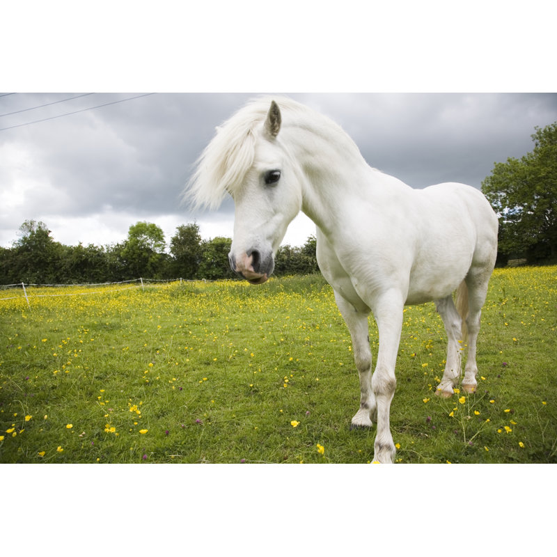 White Pony by Dageldog, 12" H x 18" W