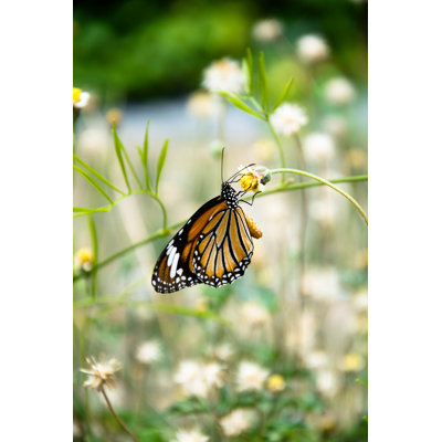 Foxfields Butterfly - Wrapped Canvas Print